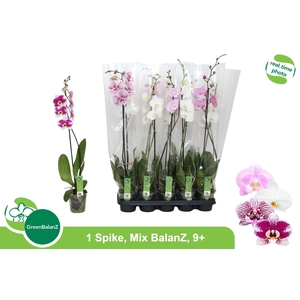 PHAL GEM