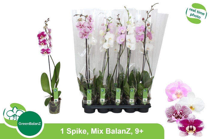 PHAL GEM