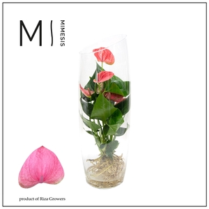 Mimesis Anthurium KARMA Pink - Aqua di Karma Sky 50cm