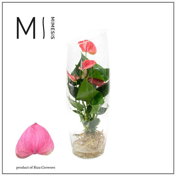 <h4>Mimesis Anthurium KARMA Pink - Aqua di Karma Sky 50cm</h4>