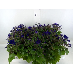 Pericallis cr. 'Senetti Blue Deep'