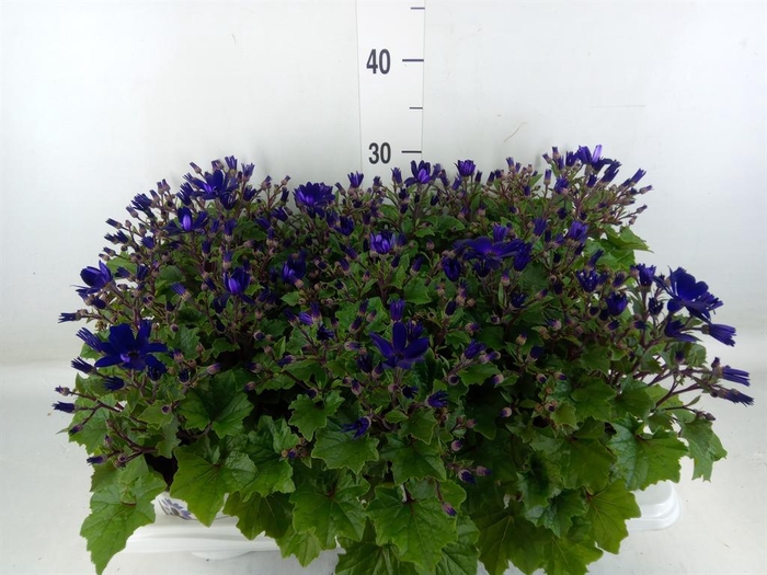 <h4>Pericallis cr. 'Senetti Blue Deep'</h4>