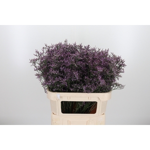 Limon Safora Lilac
