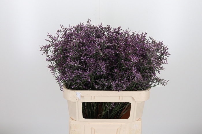 <h4>Limon Safora Lilac</h4>