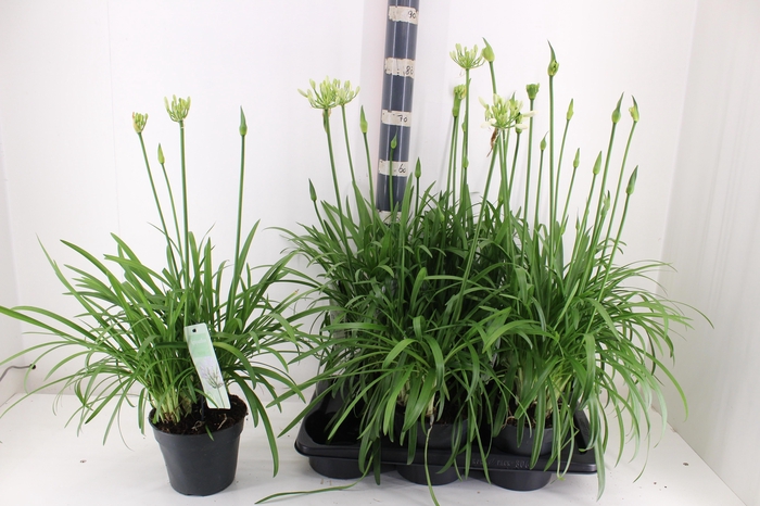 arr8 Agapa Summer Love Wh