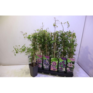 arr8 Clem Ov Mixtray