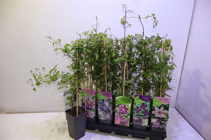 <h4>arr8 Clem Ov Mixtray</h4>