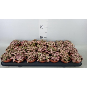 Fittonia  'Mosaic Zalm Forest Flam'