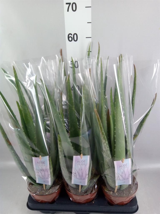<h4>Aloe vera</h4>
