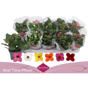 KALANCHOE FAVORITA MIX