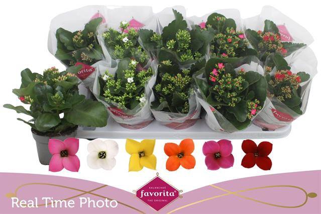 <h4>KALANCHOE FAVORITA MIX</h4>