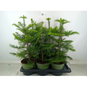 Araucaria heterophylla
