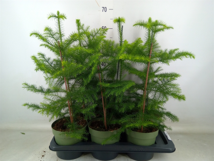 <h4>Araucaria heterophylla</h4>