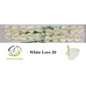 Anthurium White Love