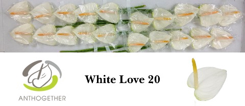 <h4>Anthurium White Love</h4>