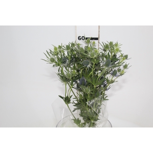 ERYNGIUM 060 CM