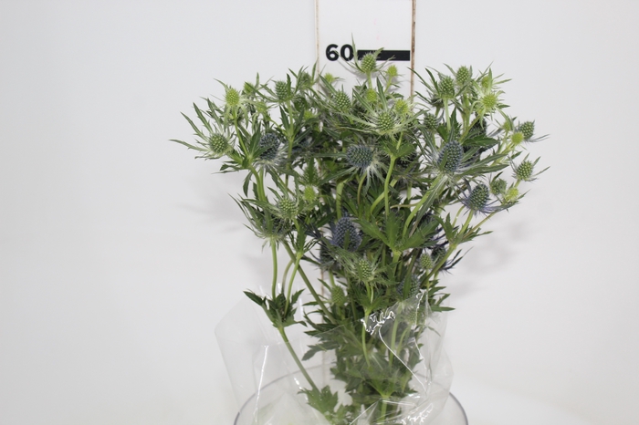 <h4>ERYNGIUM 060 CM</h4>