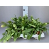 Rhipsalis