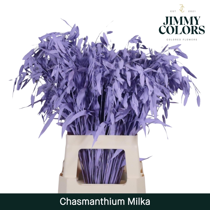 <h4>Chasmanthium L70 Milka</h4>