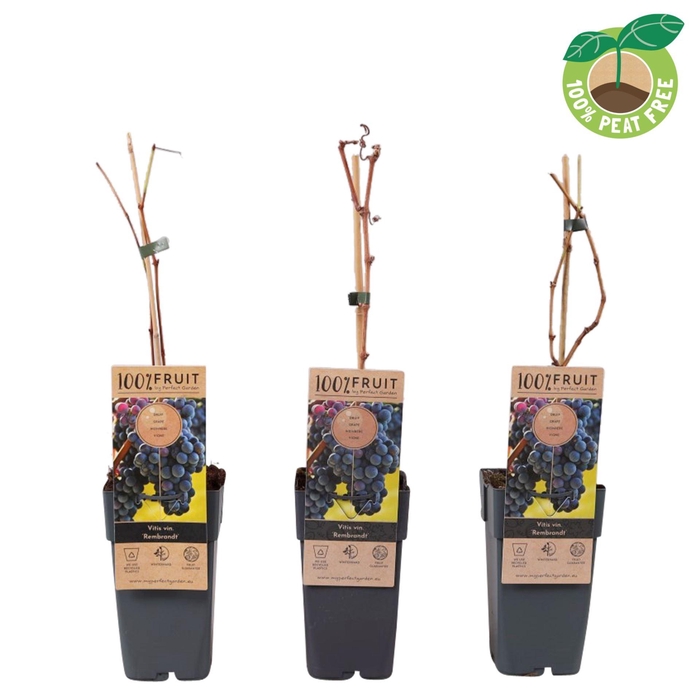 <h4>Vitis Rembrandt</h4>