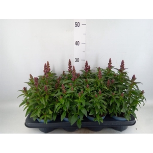 Antirrhinum majus   ...
