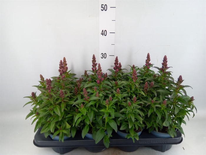 <h4>Antirrhinum majus   ...</h4>