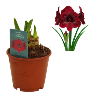 Hippeastrum Premiere 3 knop