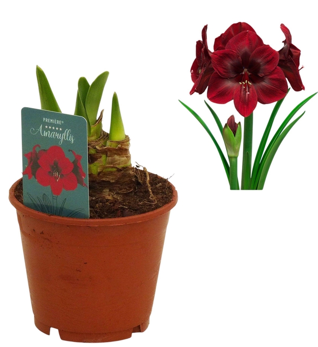<h4>Hippeastrum Premiere 3 knop</h4>