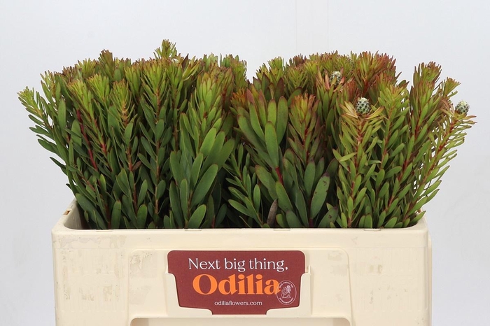 <h4>LEUCAD SAF SUNSET</h4>