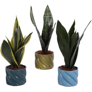 Sansevieria mix Ø09cm in Ø11cm Ceramic FB674