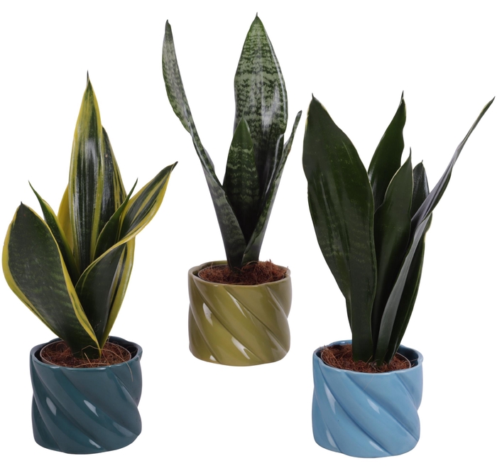 <h4>Sansevieria mix Ø09cm in Ø11cm Ceramic FB674</h4>