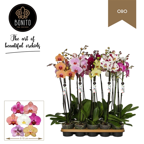 <h4>Phal. Oro mix - 2-Tak met 8 kleuren</h4>