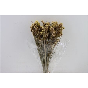 Dried Limonium Statice Champagne Bunch Slv