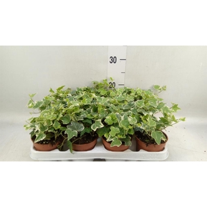 Hedera helix 'Eva'