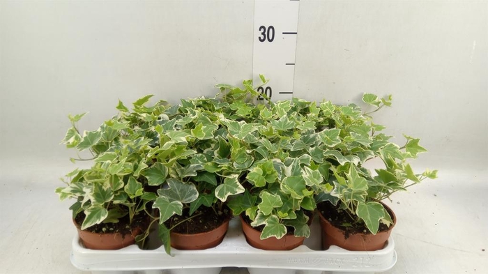 <h4>Hedera helix 'Eva'</h4>