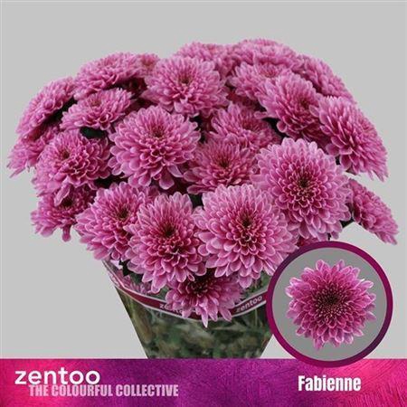 <h4>Chr T Fabienne</h4>