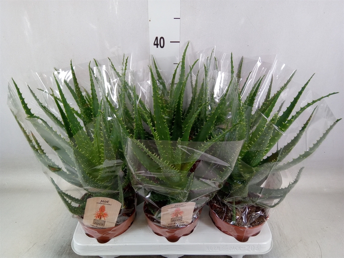 <h4>Aloe arborescens</h4>