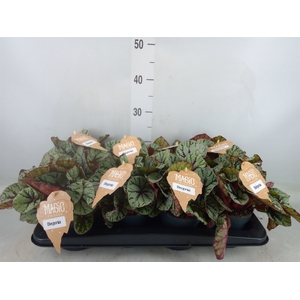 Begonia BD 'MagicColours Fedor'