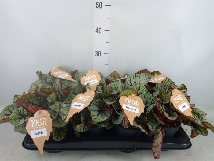 <h4>Begonia BD 'MagicColours Fedor'</h4>