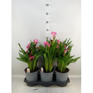 Zantedeschia  'Zazu'