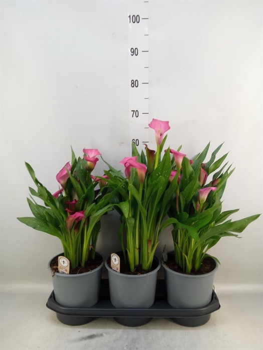 <h4>Zantedeschia  'Zazu'</h4>