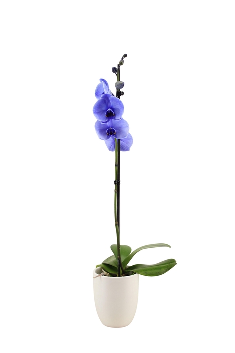 <h4>Hugo White Phal I Am Purple 1T9+</h4>