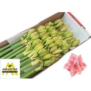 HIPP NYMPH BUNDER X 3 MED GRØNT