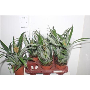 ** Ananas Rosita ** Promo