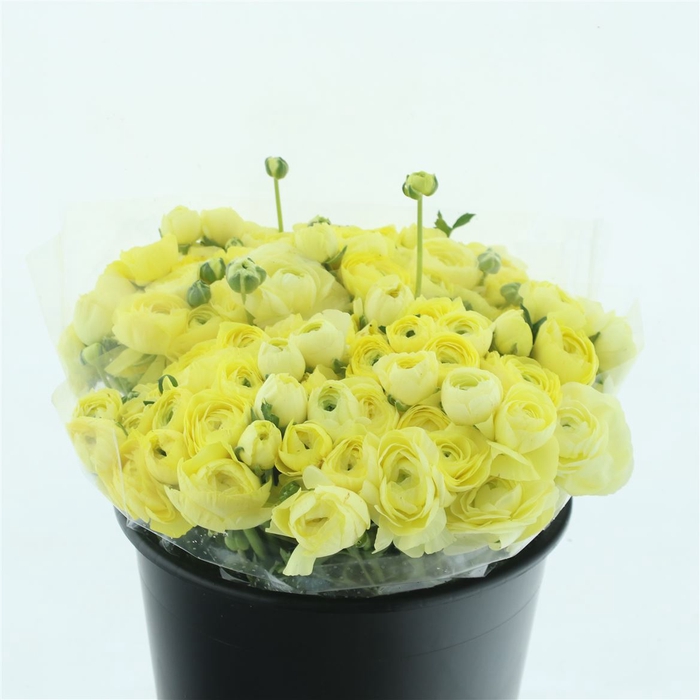 <h4>Ran El Sr Yellow Extra</h4>