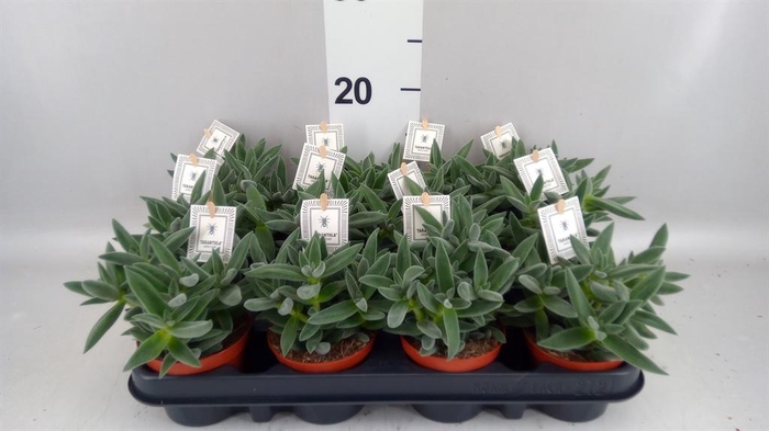 <h4>Crassula 'Tarantula'</h4>
