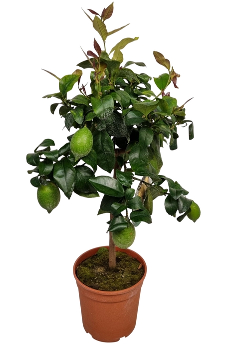 <h4>CITR LIMON</h4>