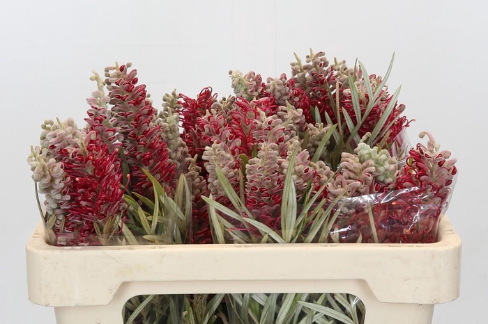 Grevillea Misty Red
