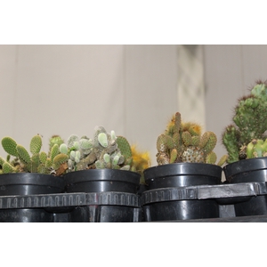CACTUS VARIADO P14