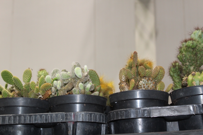 <h4>CACTUS VARIADO P14</h4>
